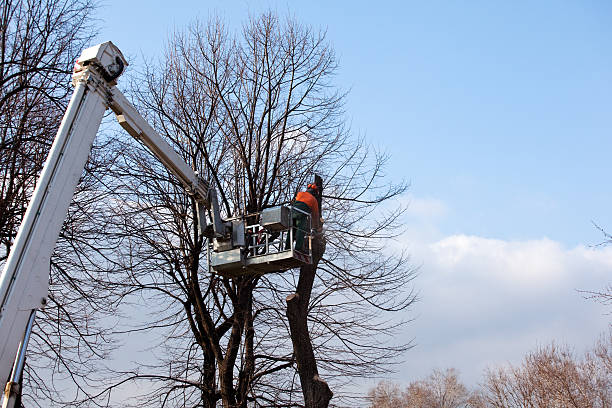 Best Emergency Tree Removal  in USA